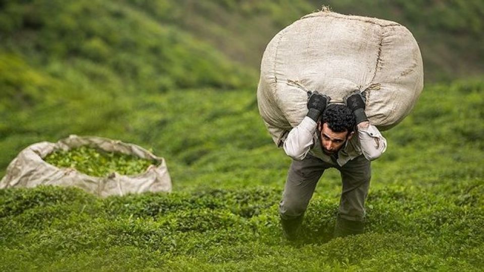 قیمت‌ چای اوج گرفت/ کیلویی۳۰ تا ۱۲۰ هزار تومان!